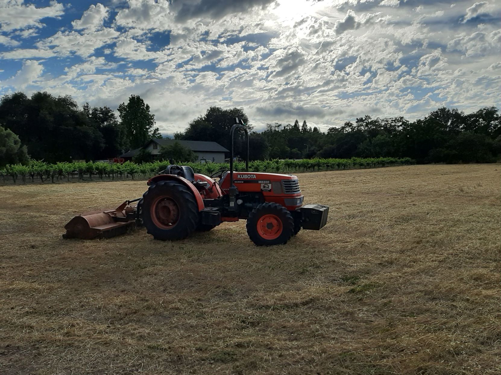 Lives of the Vines